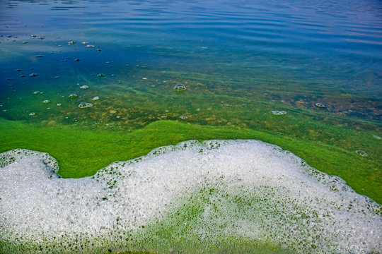 Foam and water with blooming blue-green algae (Cyanobacteria). Coastline of rivers and lakes with harmful algal blooms. It is world environmental problem. Ecology concept of polluted nature.