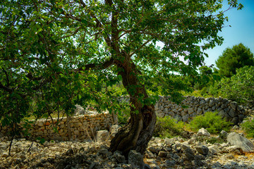 olive tree