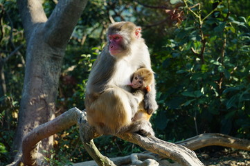 breastfeeding little monkey