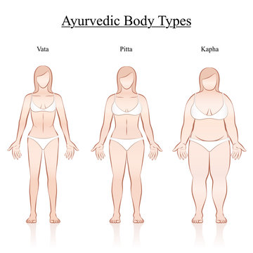 Female body constitution types - ayurvedic typology - vata, pitta, kapha. Isolated outline vector illustration of women - frontal view - different anatomy.
