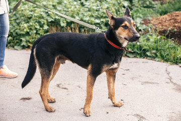 Cute stray black and brown dog walking in green summer park. Adoption concept. Save animals. Adorable dog with sweet emotions walking on leash