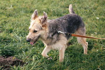 Cute homeless fluffy dog walking and playing in green summer park. Adoption concept. Save animals....