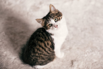 Cute tabby kitten with sweet looking eyes sitting in city street. Adorable homeless kitty posing on...