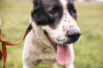 Homeless alabai dog showing tongue and playing in summer park. Big adorable black and white  dog, central asian shepherd,  on a walk near shelter. Adoption concept.