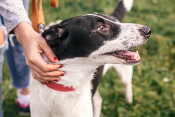 Hand caressing cute homeless dog with funny look in summer park. Adorable black and white dog playing and hugging with person , sitting in grass. Adoption concept.