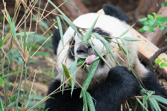 Portait of a Giant Panda eating bamboo leaves with the help of his tongue in Chengdu China