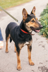 Cute stray black and brown dog walking in green summer park. Adoption concept. Save animals. Adorable dog with sweet emotions walking on leash