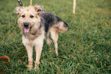 Cute homeless fluffy dog walking and playing in green summer park. Adoption concept. Save animals. Adorable dog with sweet emotions and funny look walking in grass