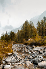 Autumn coniferous forest along the banks of a mountain river. Stone bottom of a shallow river. Round stones above the edge of clear water. Spruce near mountains foothills. The pristine nature of Altai