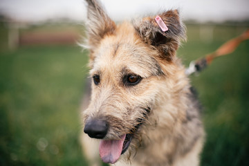 Cute homeless fluffy dog walking and playing in green summer park. Adoption concept. Save animals....