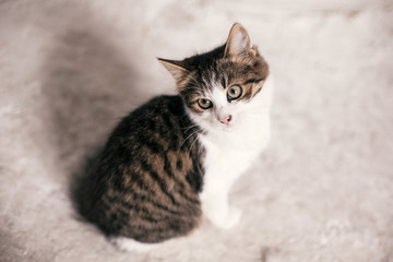 Cute tabby kitten with sweet looking eyes sitting in city street. Adorable homeless kitty posing on...
