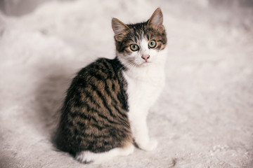 Obraz na płótnie Canvas Cute tabby kitten with sweet looking eyes sitting in city street. Adorable homeless kitty posing on background of grey wall. Copy space. Adoption concept. Cat waiting for home