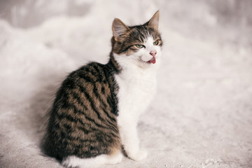 Cute tabby kitten with sweet looking eyes yawning on background of grey wall. Adorable homeless kitty licking with tongue after delicious meal . Copy space. Adoption concept