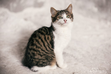 Cute tabby kitten with sweet looking eyes sitting in city street. Adorable homeless kitty with funny emotions on background of grey wall. Copy space. Adoption concept. Cat waiting for home