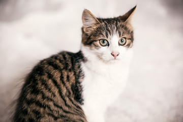 Naklejka na ściany i meble Cute tabby kitten with sweet looking eyes sitting in city street. Adorable homeless kitty posing on background of grey wall. Copy space. Adoption concept. Cat waiting for home