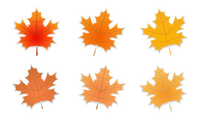 Group of Signle Autumn leaf with defferent color. Set of Autumn maple leaf with shadow. Vector illustration