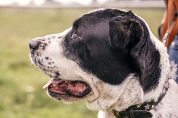 Homeless sweet alabai dog walking with person in summer park. Big adorable black and white  dog, central asian shepherd,  on a walk near shelter. Adoption concept.