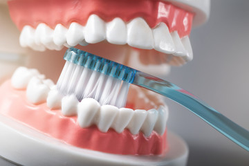dental hygiene - teeth brushing demonstration on tooth model
