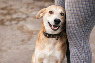 Cute homeless dog with sweet looking eyes sitting at people legs and smiling in summer park. Adorable yellow dog with funny cute emotions hugging to person. Adoption concept.