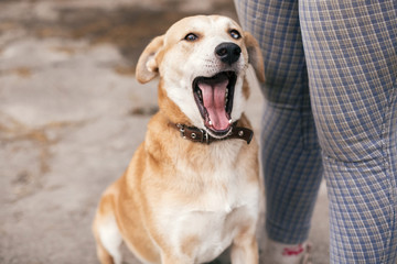 Cute homeless dog with sweet looking eyes sitting at people legs and yawning in summer park....