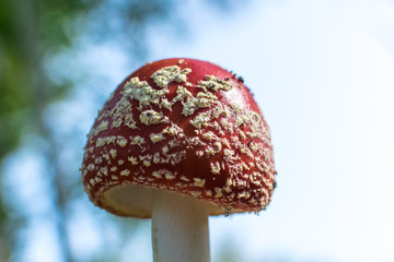 Red hat of amanita with white inclusions under the sunlight