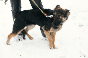 Cute scared puppy with sad eyes walking in snowy winter park. Mixed breed german shepherd dog on a walk with person at shelter. Adoption concept. Stray doggy