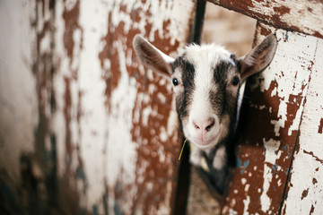 Cute little goat eating straw and looking from cage in old shelter. Little sheeps or goats at...