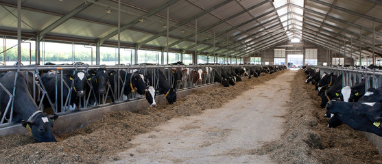 Cows on modern Dutch Stable. Farm. Countrylife. Eating roughage. Panorama.