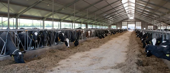 Gordijnen Cows on modern Dutch Stable. Farm. Countrylife. Eating roughage. Panorama. © A