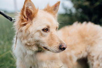 Cute fluffy yellow dog walking in green grass in summer park. Adorable mixed breed puppy with big...