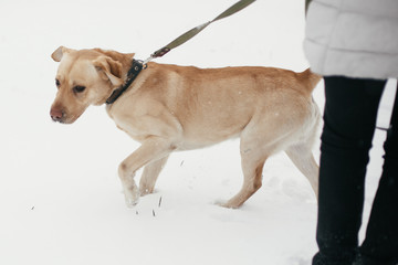 Cute golden labrador walking with owner in snowy winter park. Mixed breed labrador on a walk with person at shelter. Adoption concept. Stray dog