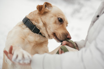 Cute golden labrador sniffing person hands in snowy winter park. Mixed breed labrador on a walk and...
