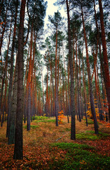 Dark vertical forest background.