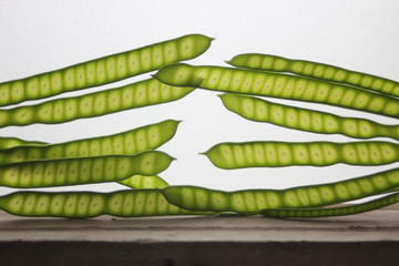 Green Acacia