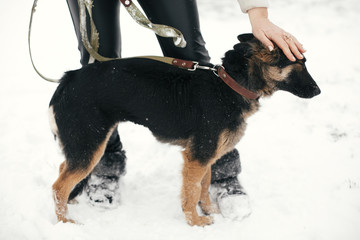 Person caressing cute scared puppy with sad eyes in snowy winter park. People hugging mixed breed german shepherd dog on a walk at shelter. Adoption concept. Stray doggy