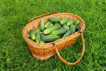 Basket with cucumbers on the green grass