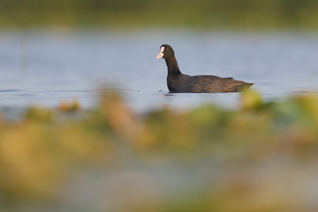 Great Crested Coot bird swim in water