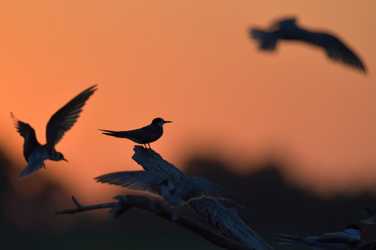 Silouette of birds in warm evening light
