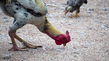 Many chickens were feeding at noon footage slow motion