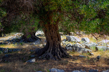 olive tree