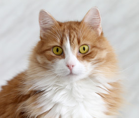 Portrait of ginger cat