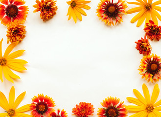 Obraz premium Frame of orange, yellow and red autumn flowers on a white background with space for text. autumn background