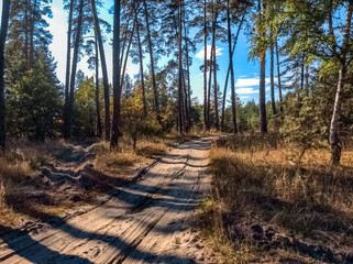 Sand road with shadows from the trees and cloudy sky in the forest in the middle of autumn