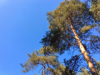 Autumn trees with cloudless sky in the forest in October. View from below