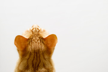 Red cat turned to the white wall, rear view, selective focus