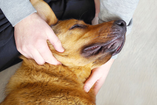 Red dog and human hand close up, top view. Image of friendship, trust, love, the help between the person and a dog