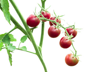 Branch of ripe cherry tomato on a bush isolated on a white background