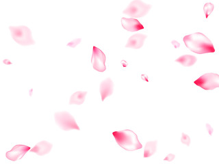 Spring blossom isolated petals flying