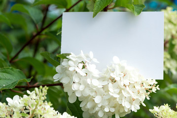White paper card in delicate white Hydrangea flowers Beautiful  garden flowers.
