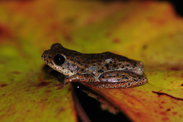 Reed Frog in Zimbabwe